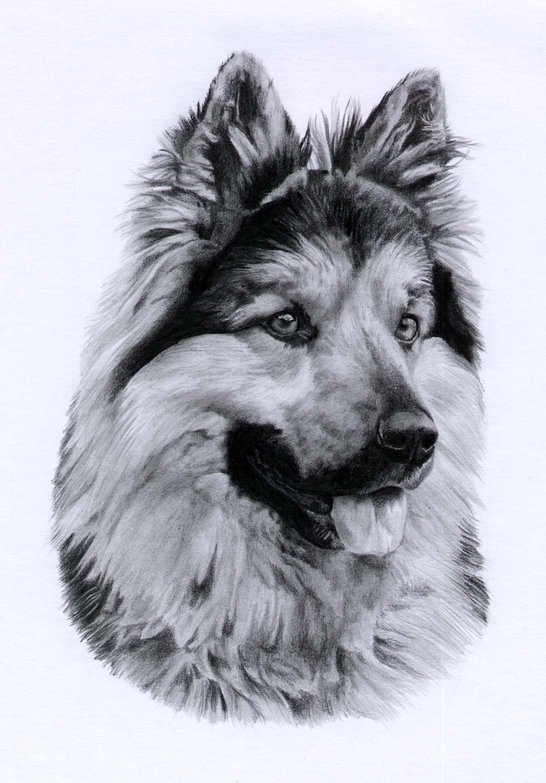 Chodský pes Robík, A4, 2010