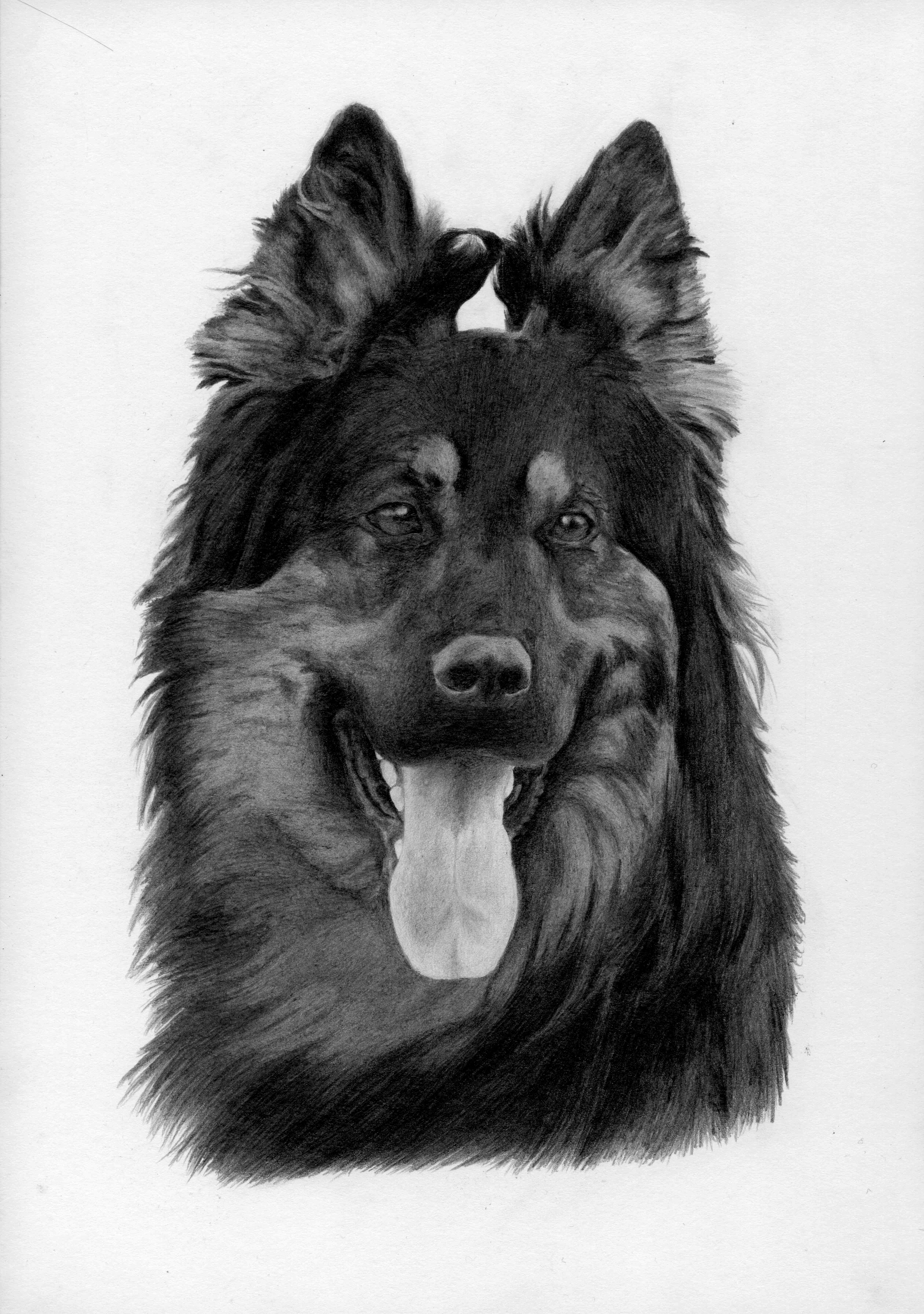 chodský pes Zeek Bryvilsár, A4, 2012