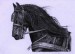Černá perla - fríský kůň, A5, 2009